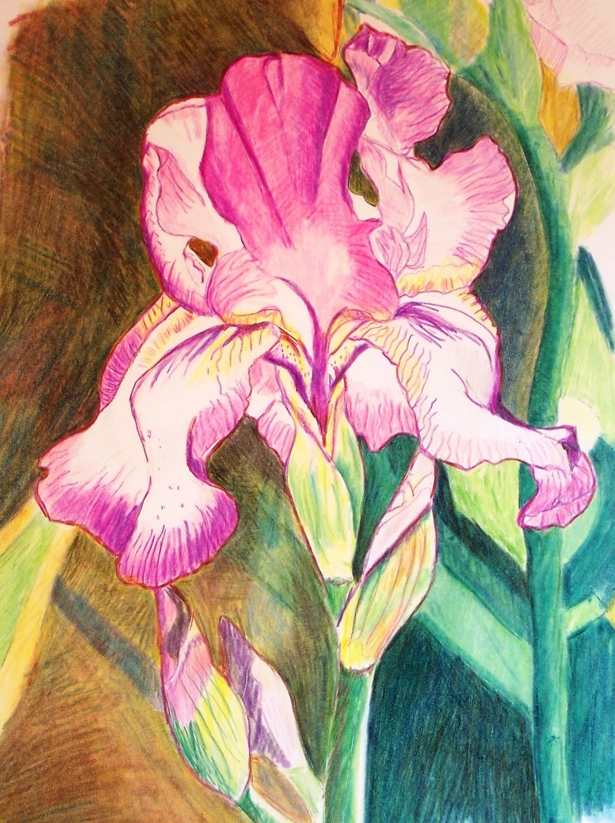 Back to Art Iris Colored pencil