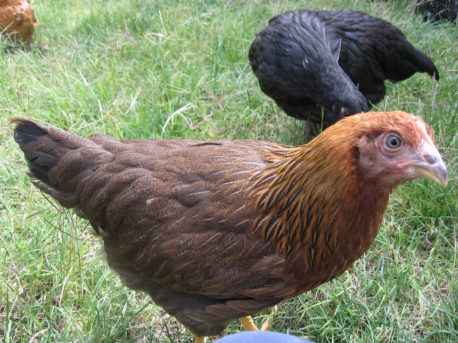 My Field of Dreams Cuckoo Marans