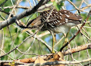 Immature Black-crowned Heron