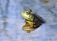 Bullfrog