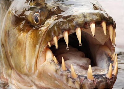 goliath tigerfish 1 9 Monster Sungai Yang Mengerikan di Dunia