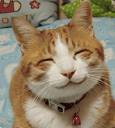 [smiley+cat]