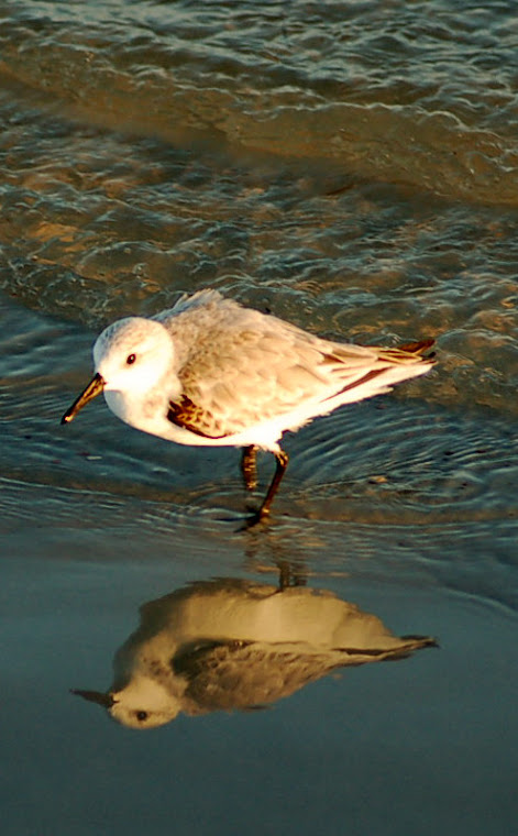 Clear reflection of a shore bird