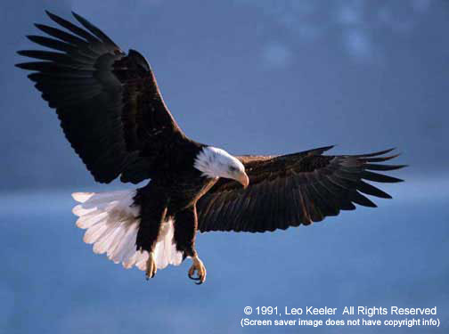 Beautiful Eagle