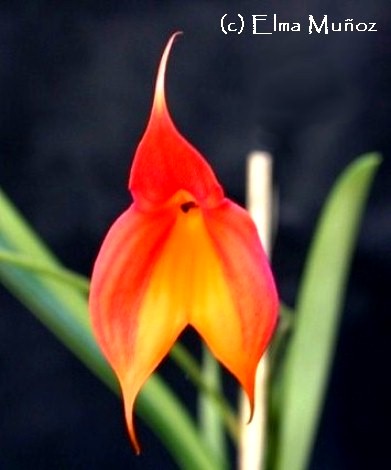 Masdevallia Veitchiana