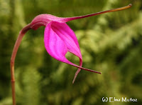 Masdevallia Amabilis