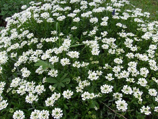 Ma Planete Jardin Avril 2010