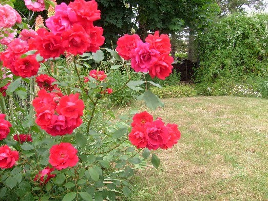 Un Jardin Des Fleurs Les Trois Soucis Du Moment