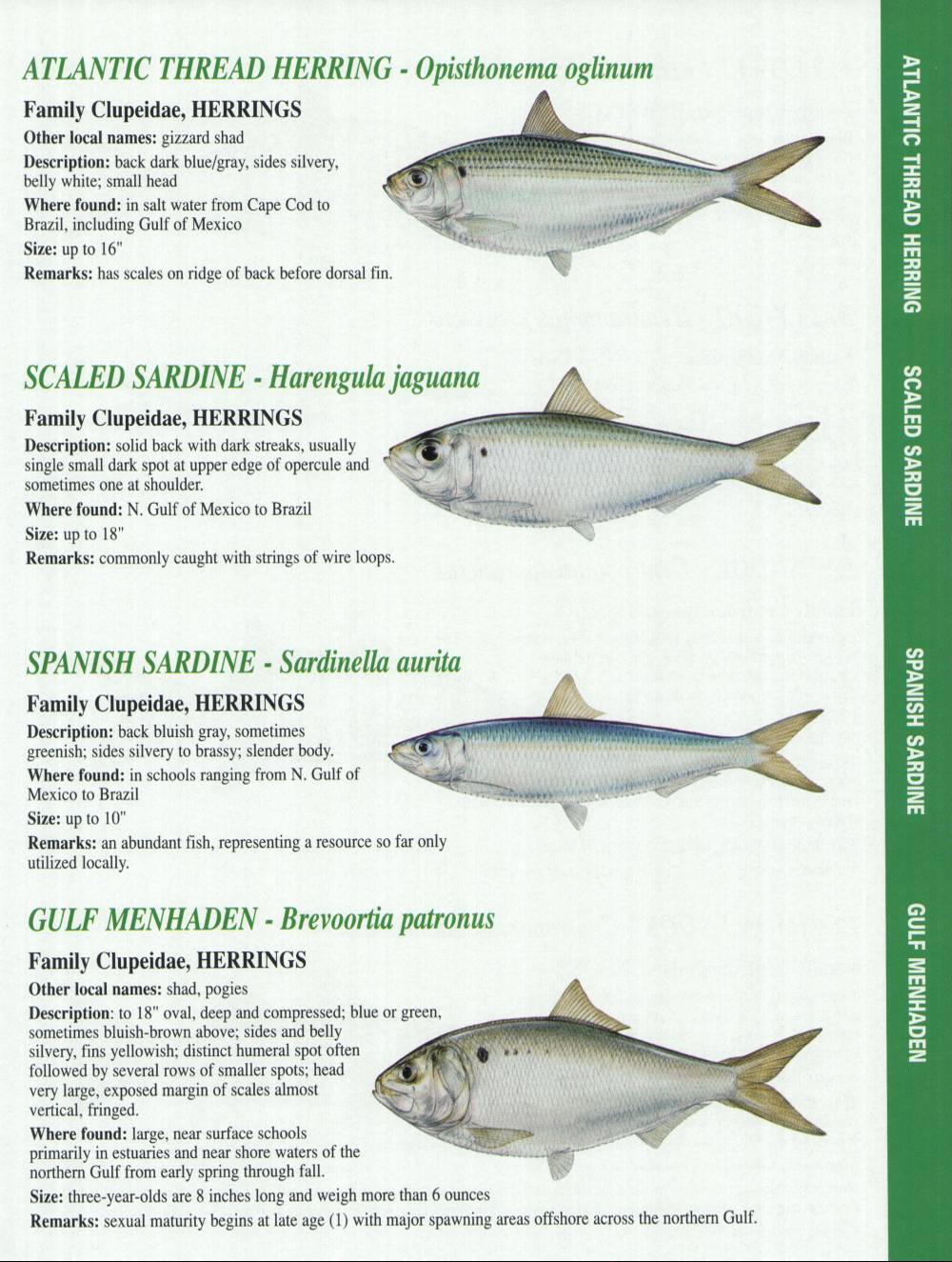 Crystal River Fishing Report Florida Gulf Fish Identification Charts