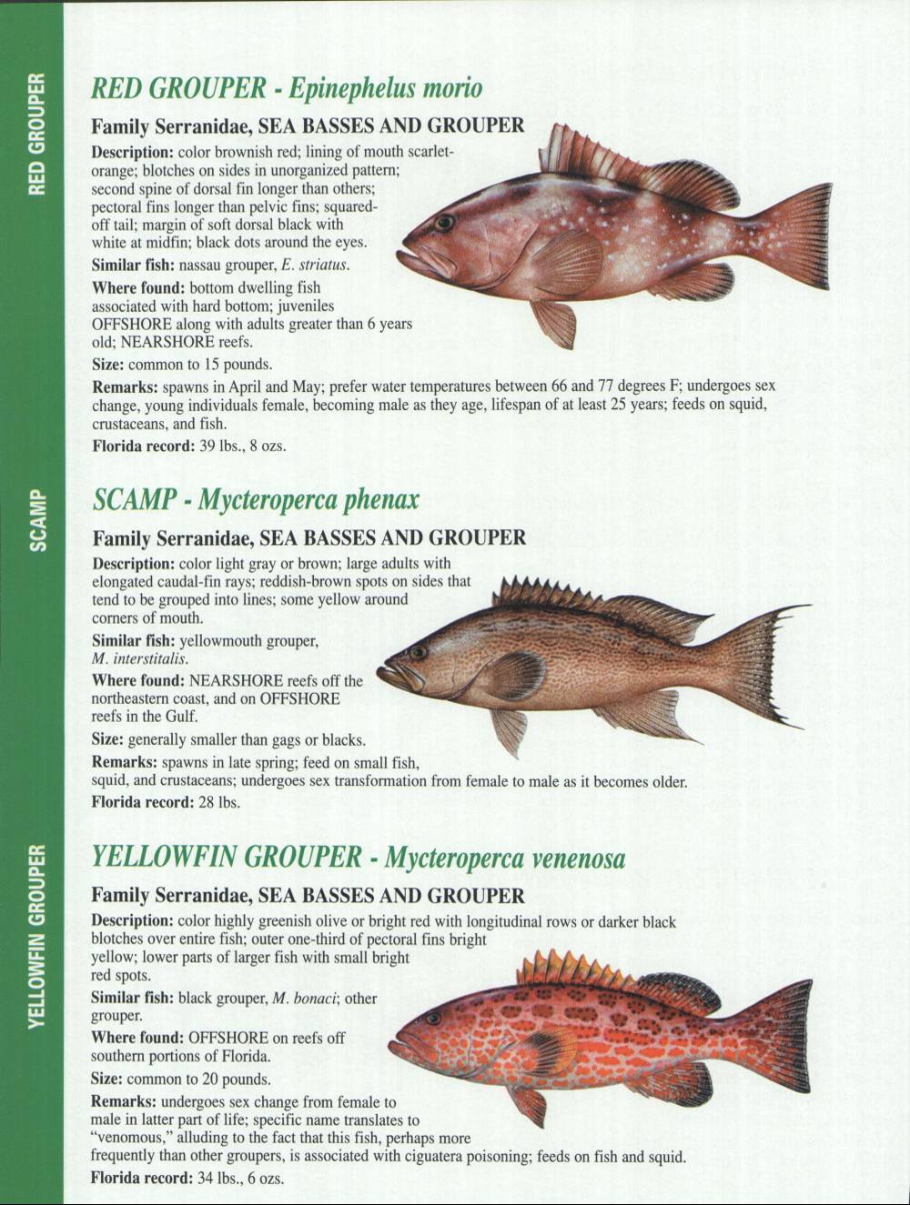 crystal river fishing report florida gulf fish identification charts florida fish charts with sizes