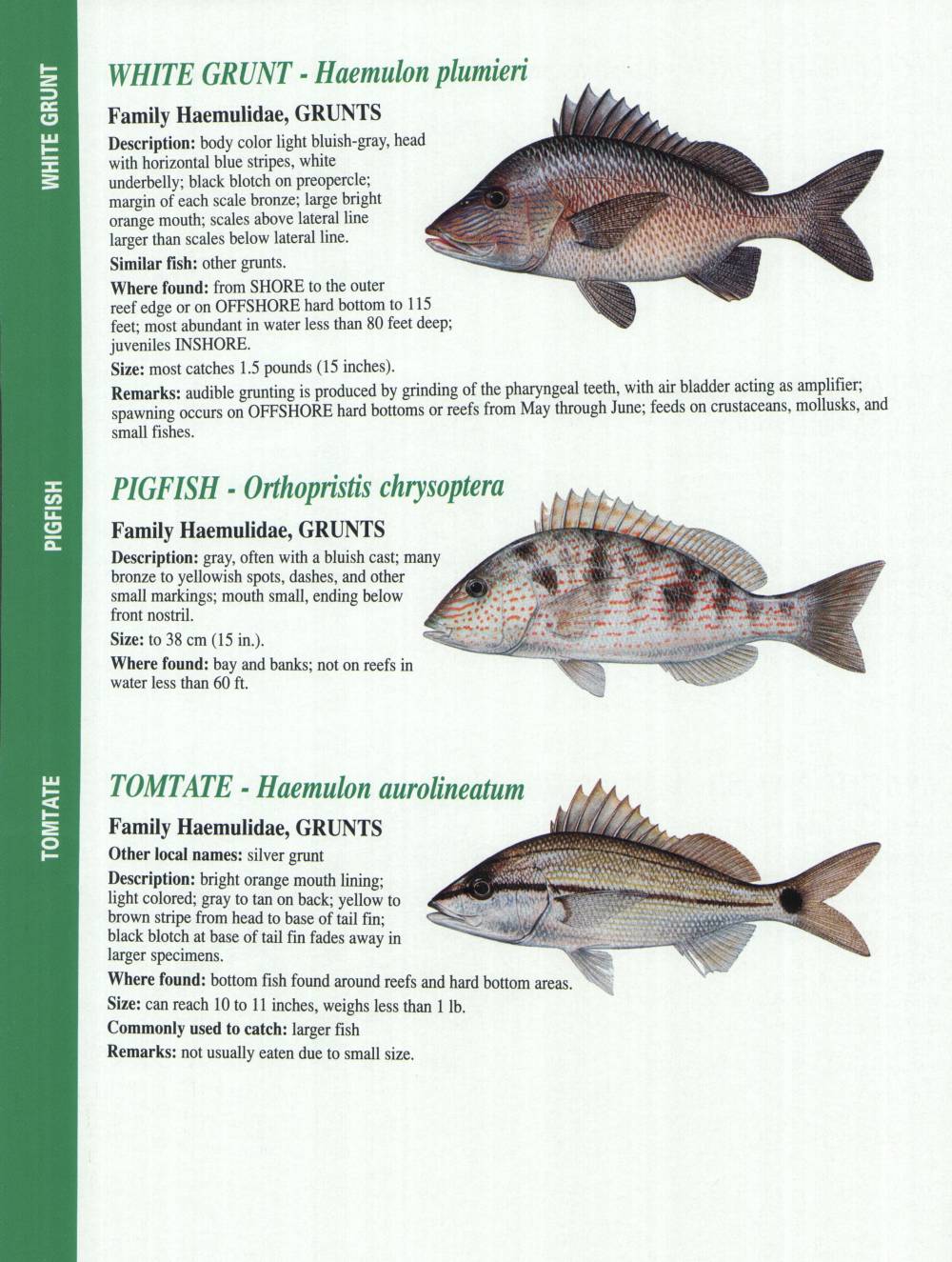 Crystal River Fishing Report Florida Gulf Fish Identification Charts