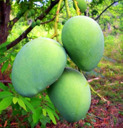 Fruits Stand Manggang Hilaw