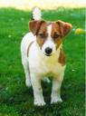 chien jack russel marron : ce chien est facile a éduquer