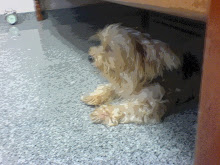 My first dog in my life