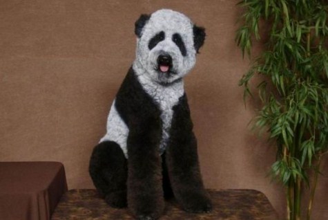 perro panda