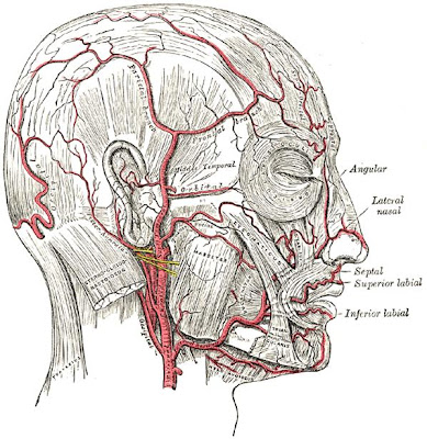 arteries in neck and head. the head and neck region.