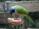 Green Jay