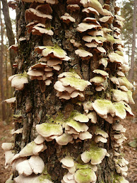 Fungus