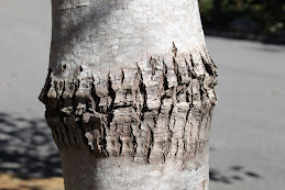 Tree bark