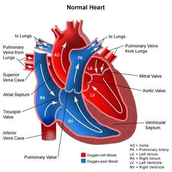 diagram human heart. At the time 