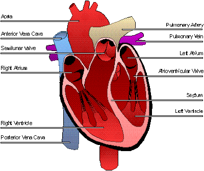 Human Heart Diagram Labeled. human heart diagram with