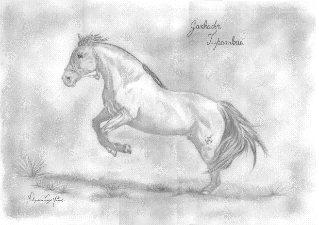 Desenho crioulo: Desenhos de Cavalos Crioulos feitos por Valquiria Feijó  Martins