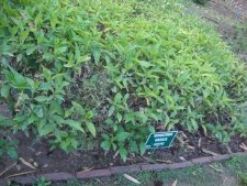 Herbal Garden, New Delhi