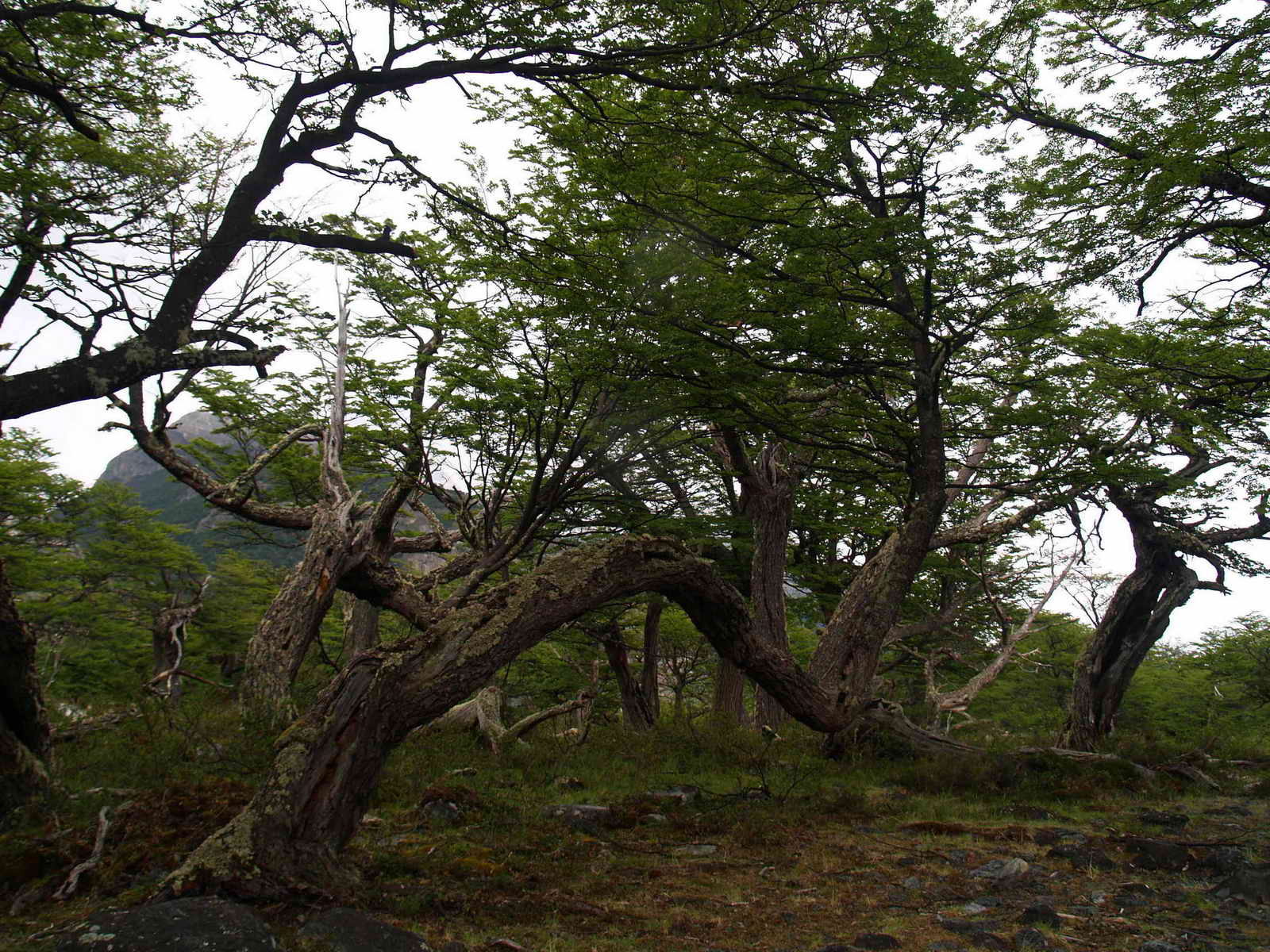 [ARGENTINA20071111_76.JPG]