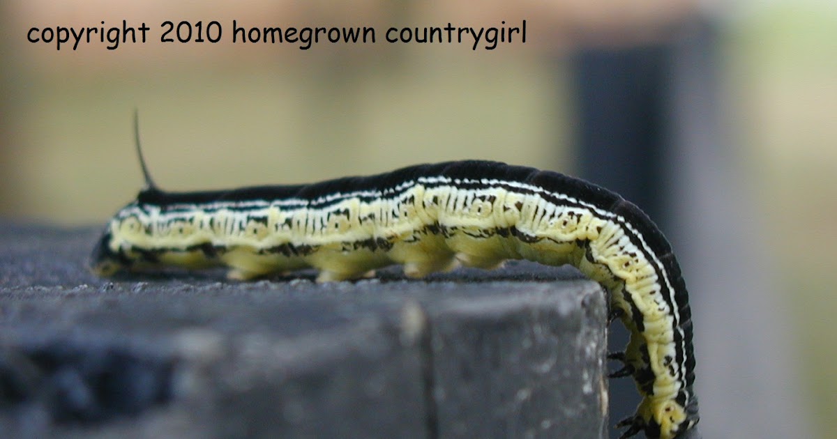 homegrown countrygirl The Sphinx A Catawba Worm Story for Halloween