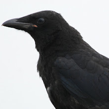 juv. Carrion Crow