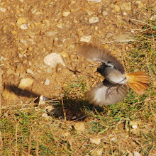 Black Redstart