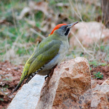 Levaillant's Green Woodpecker