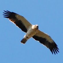 Booted Eagle (pale phase)