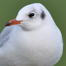 Black-headed Gull