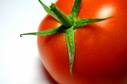 [tomate.jpg]