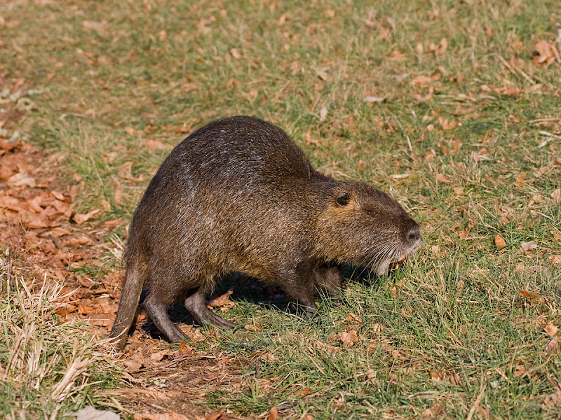 Nutria