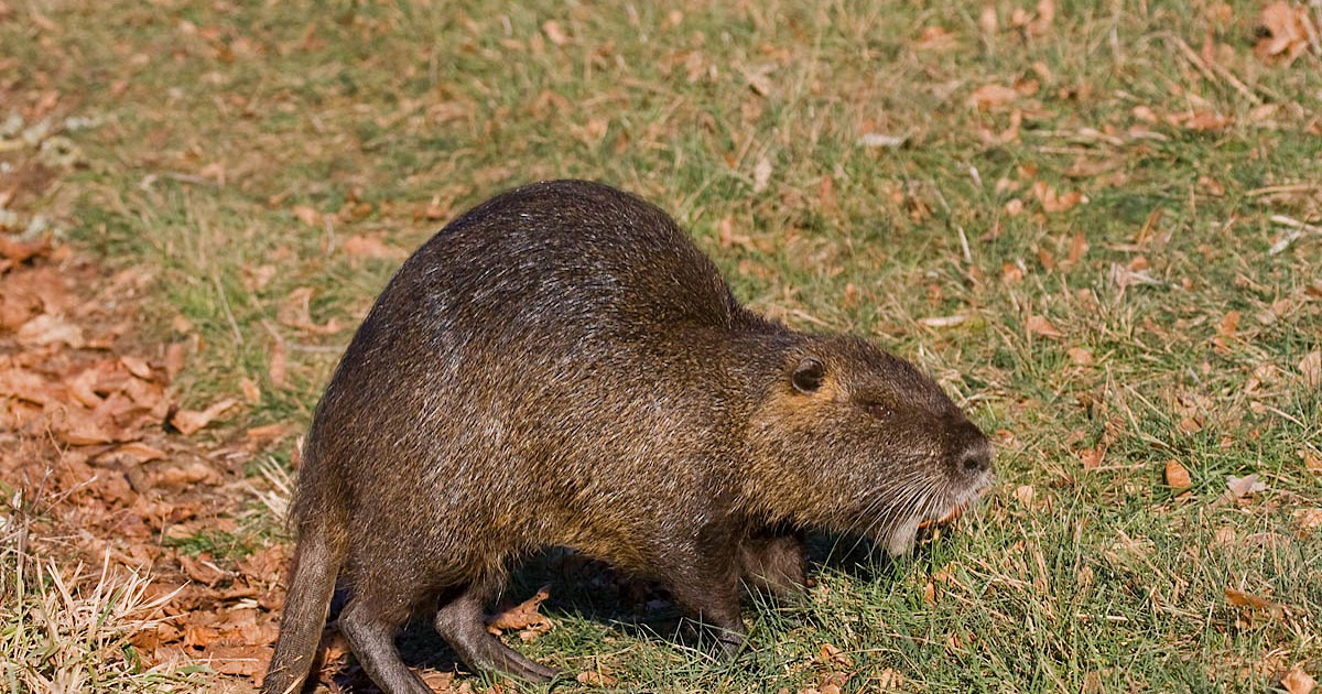 Nutria Pacific NW Birder