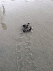 [turtles_page_1.png]