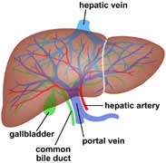 Functions of liver: July 2010
