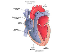 Cardiovascular