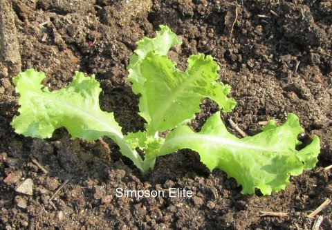 Lettuce Plant