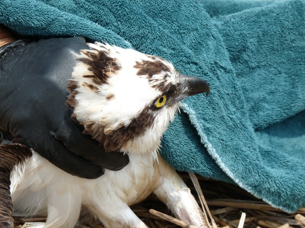 Osprey Rescue Connecticut Audubon Society