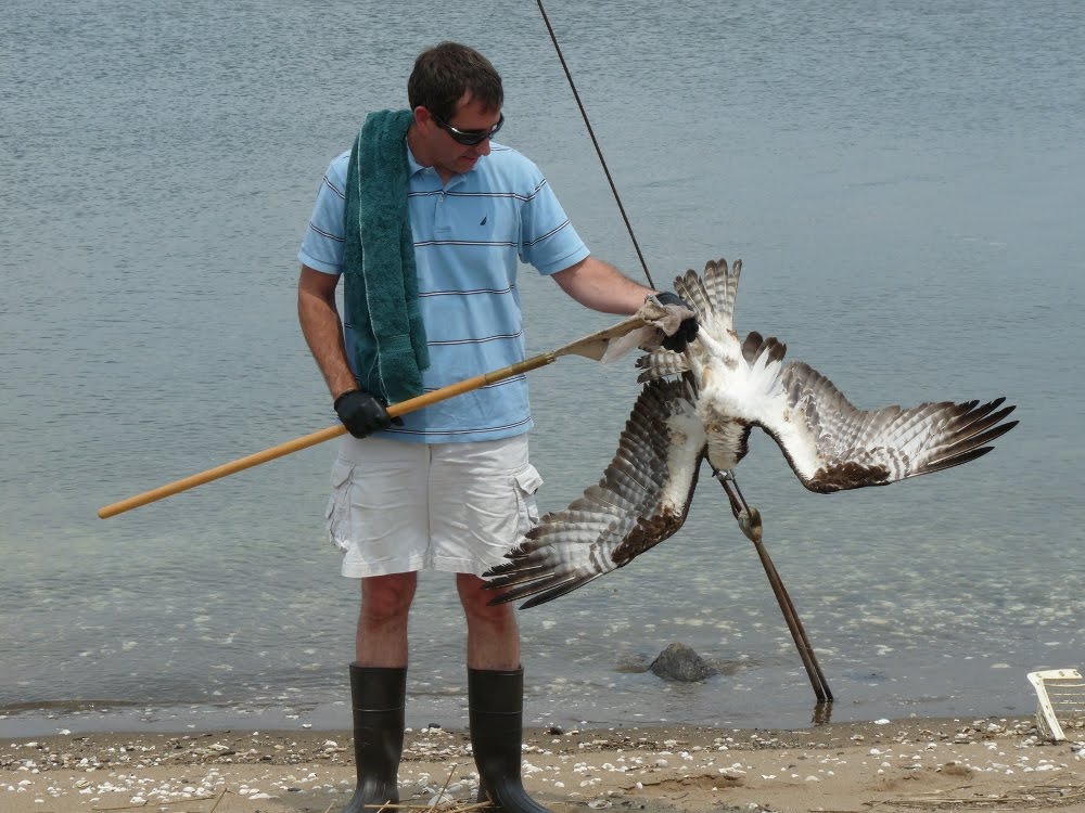 Osprey Rescue Connecticut Audubon Society