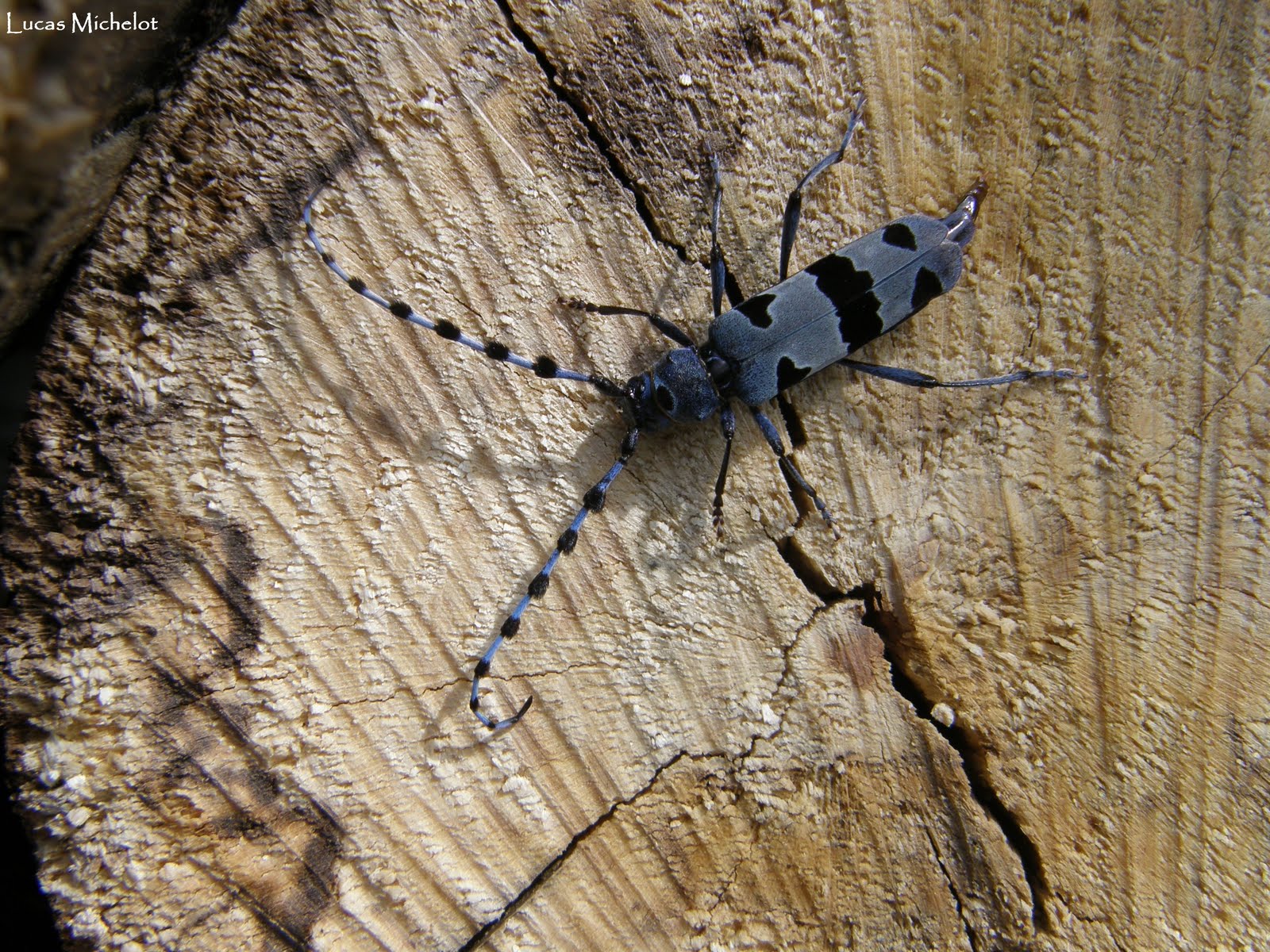 Quelques images de la nature Rosalie des Alpes