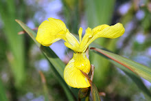 Summer Yellow