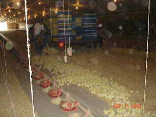 Baby chicks literally being thrown from baskets onto floor.