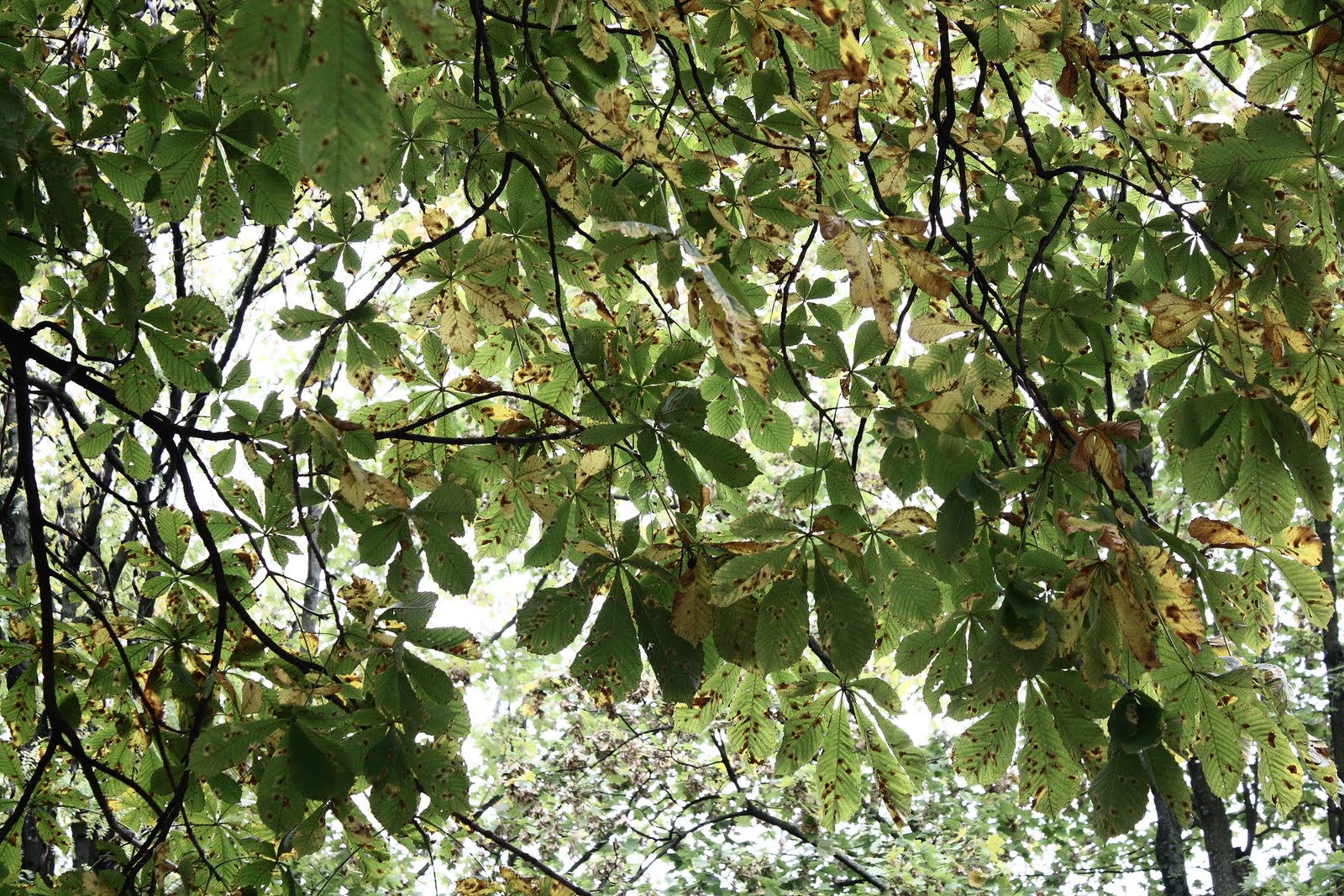 [chestnut+leaves.JPG]