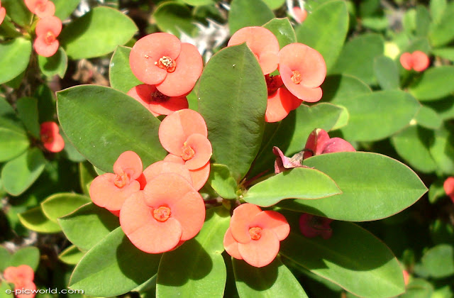 flower picture