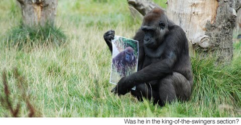 gorilla view a photo picture