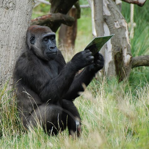 gorilla view a photo picture